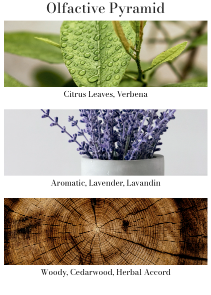 Premium Candle 230gr Provence Lavender - House of Roya