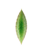 Riviera Tomate Laurel Leaf 18cm - House of Roya